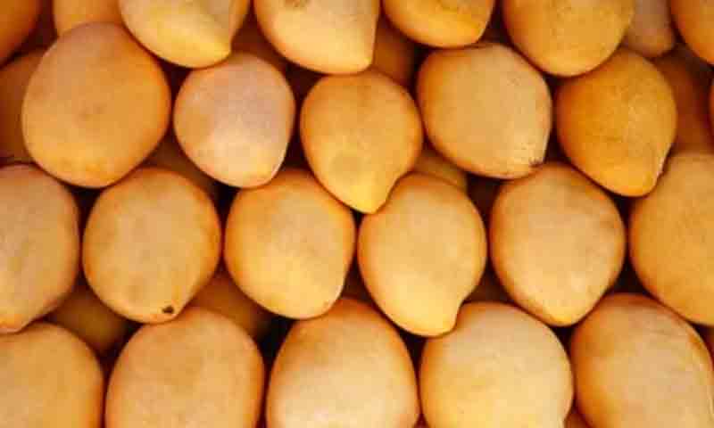 آم ایکسپورٹرز کو بڑا ریلیف، اسٹیٹ بینک نے شرط ختم کر دی
