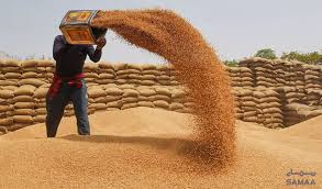 ملک میں گندم کی قیمتیں مستحکم، کسانوں کو مناسب معاوضہ مل رہا ہے: رانا تنویر حسین